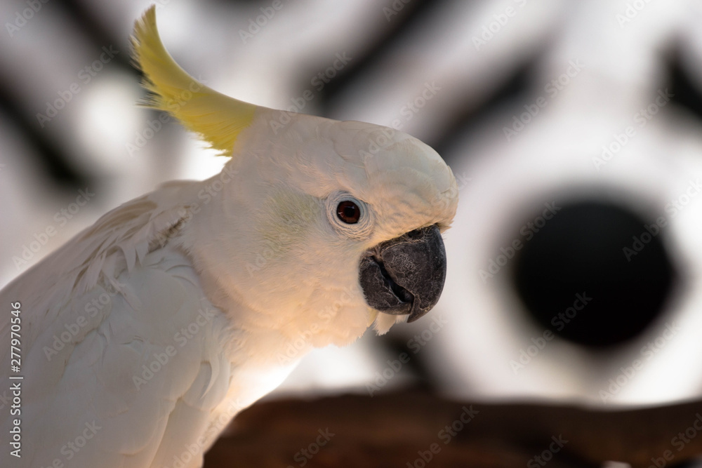 Cockatoo Bird / White Pet Parrot with Artsy Background Cockatoo Bird / White Pet Parrot with Artsy Background