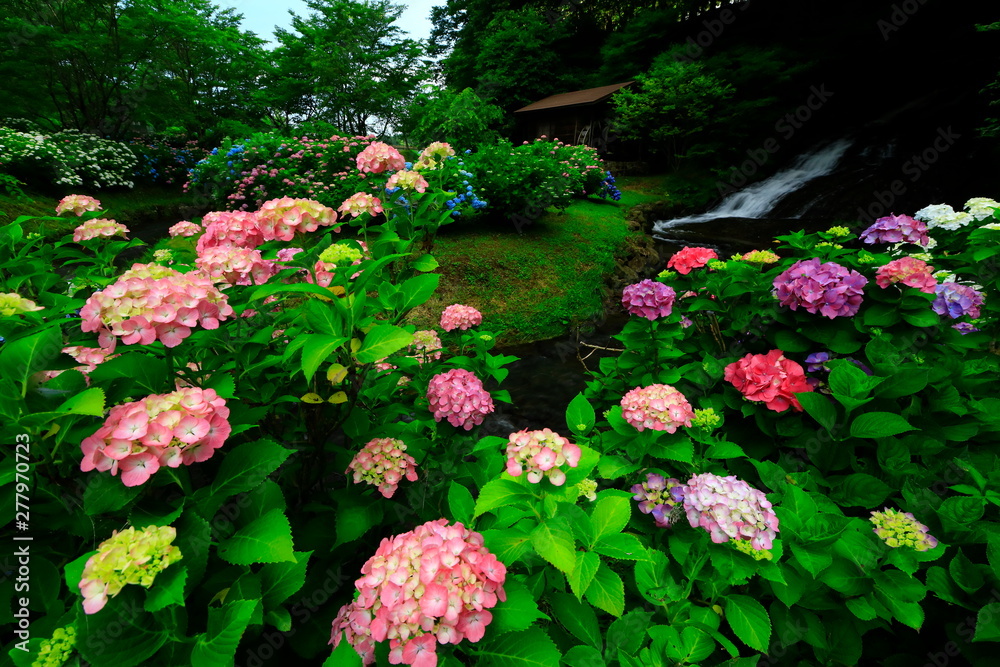 岩手県北上市 紫陽花とお滝さん 岩手県北上市 紫陽花とお滝さん