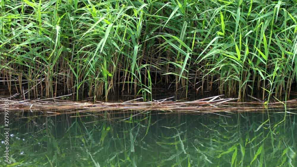 Reflection of ripple water on mountain lake and deep green forest Reflection of ripple water on mountain lake and deep green forest