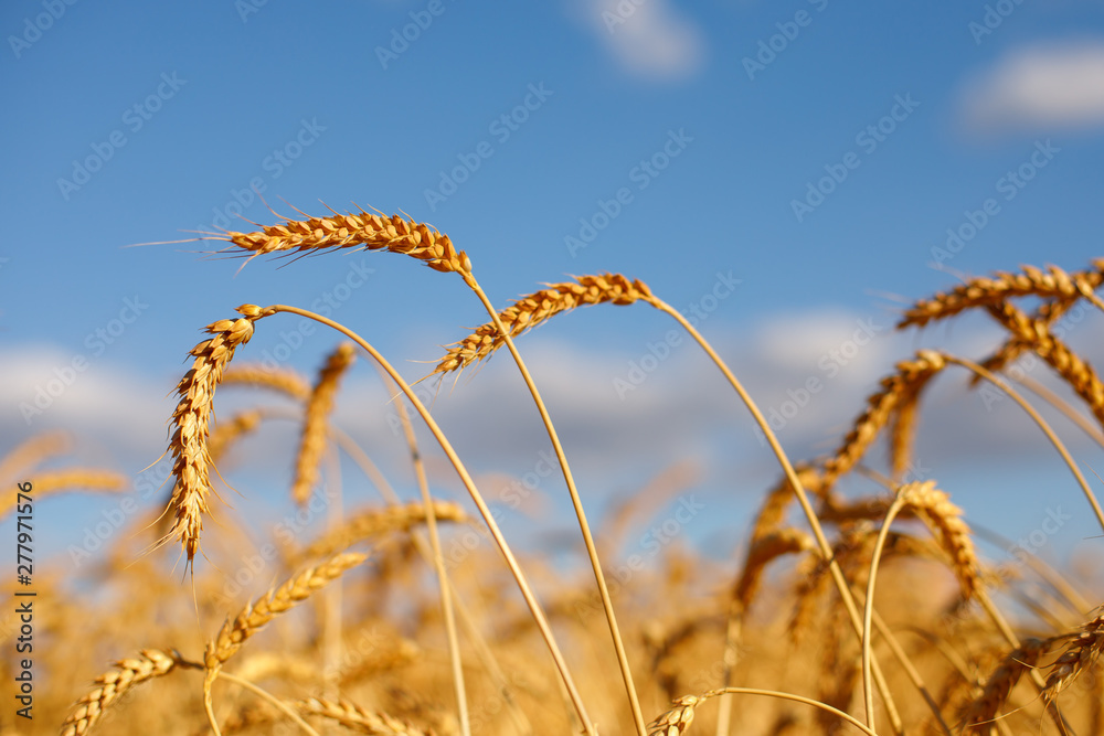 Fototapeta premium Ripe golden ears of rye bowed under the weight of the grains against the background of the blue-sky