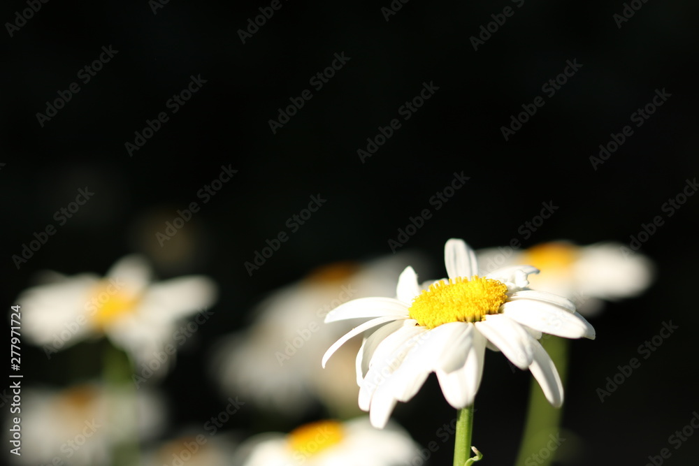 Obraz premium white flower