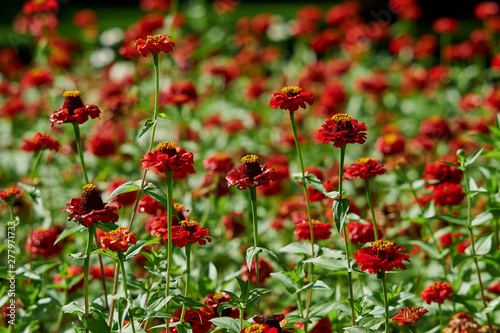 red flowers of zinnia on a background