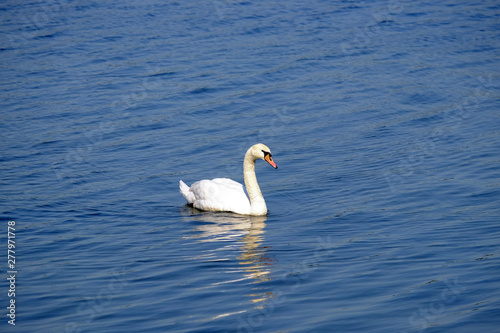 Beautiful white swan on the lake.