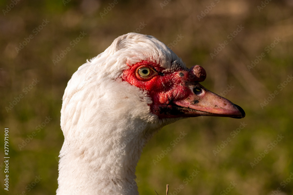 Cabeza de pato criollo o pato mudo. (Nombre científico cairina moschata momelanotus) Cabeza de pato criollo o pato mudo. (Nombre científico cairina moschata momelanotus)