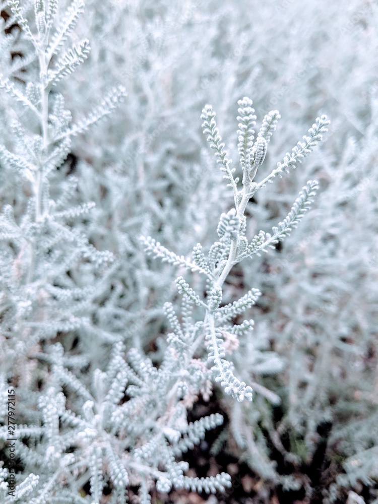 frost on leaf frost on leaf