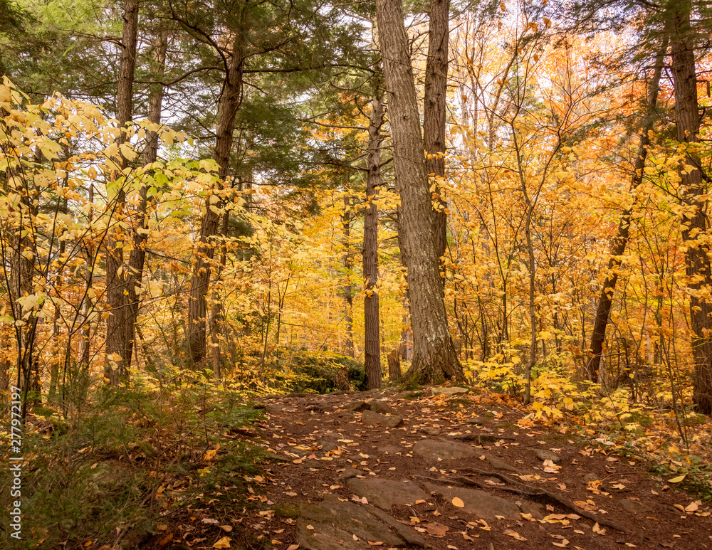 Obraz premium Yellow Autumn Colors in Forest