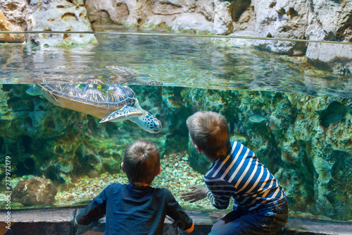 children watch the sea turtle in the aquarium