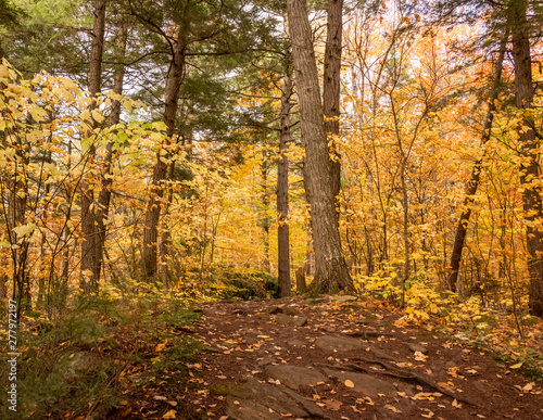 Fototapeta Naklejka Na Ścianę i Meble -  Yellow Autumn Colors in Forest