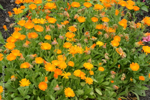 orange flowers in a garden © Mike