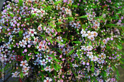 Pink waxflowers (Chamelaucium) in Australia