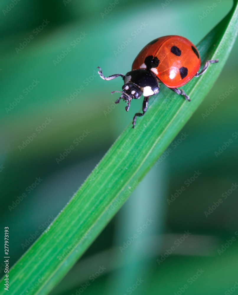Fototapeta premium Beautiful ladibird / ladybug.