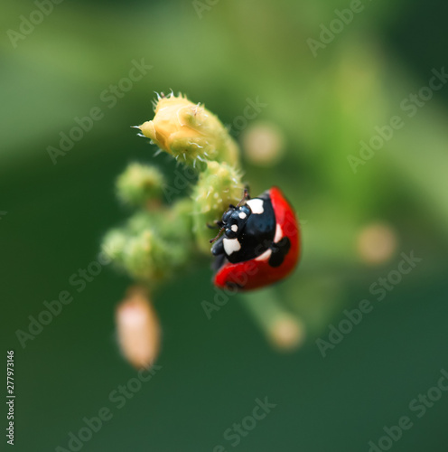 Beautiful ladibird / ladybug.