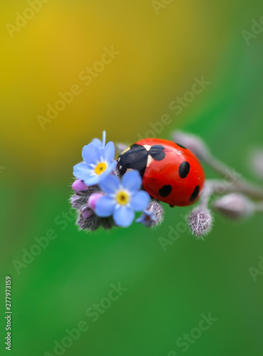 Beautiful ladibird / ladybug.