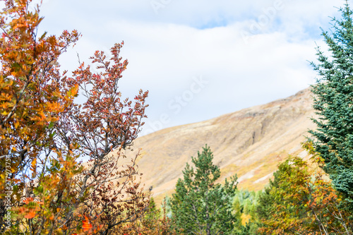 Closeup landscape view of colorful orange foliage in autumn fall season with pine tree forest and trail hiking in Iceland near Golden Circle at Laugarvatn