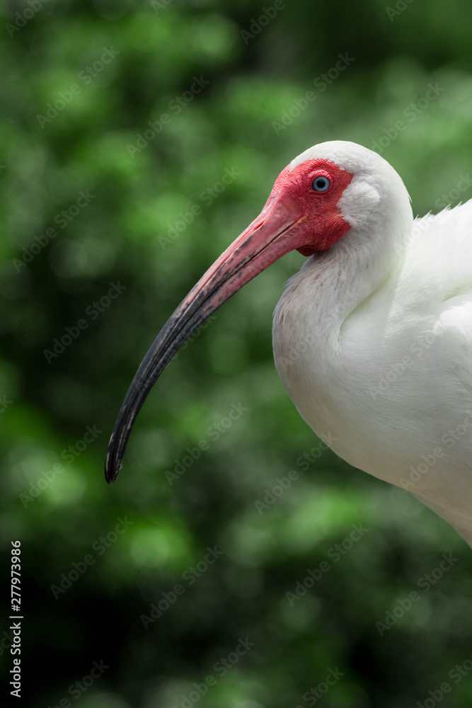 Fototapeta premium White Ibis Florida Bird 