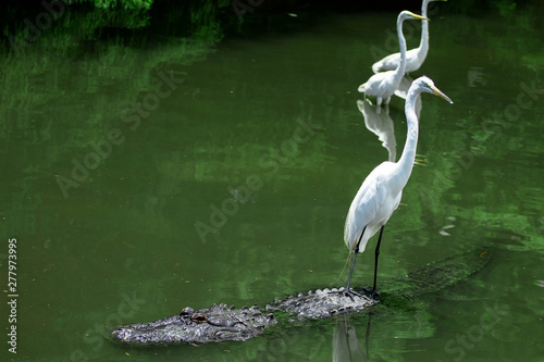 Egret on the Back of an Alligator / Florida Style 