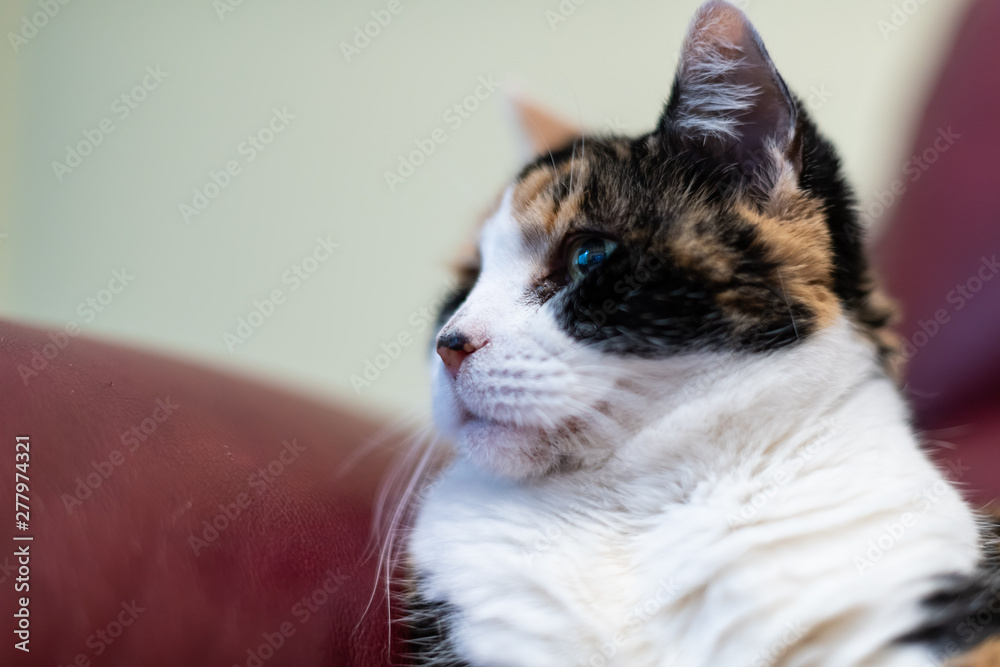 Closeup low angle view of senior old calico cat lying on red leather sofa or couch corner in home living room