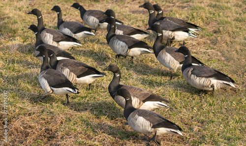 Schilderij op canvas A gaggle of juvinile geese in its natural environment