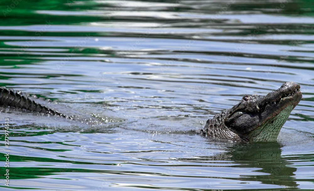 Alligator Showing Off and Bellowing 