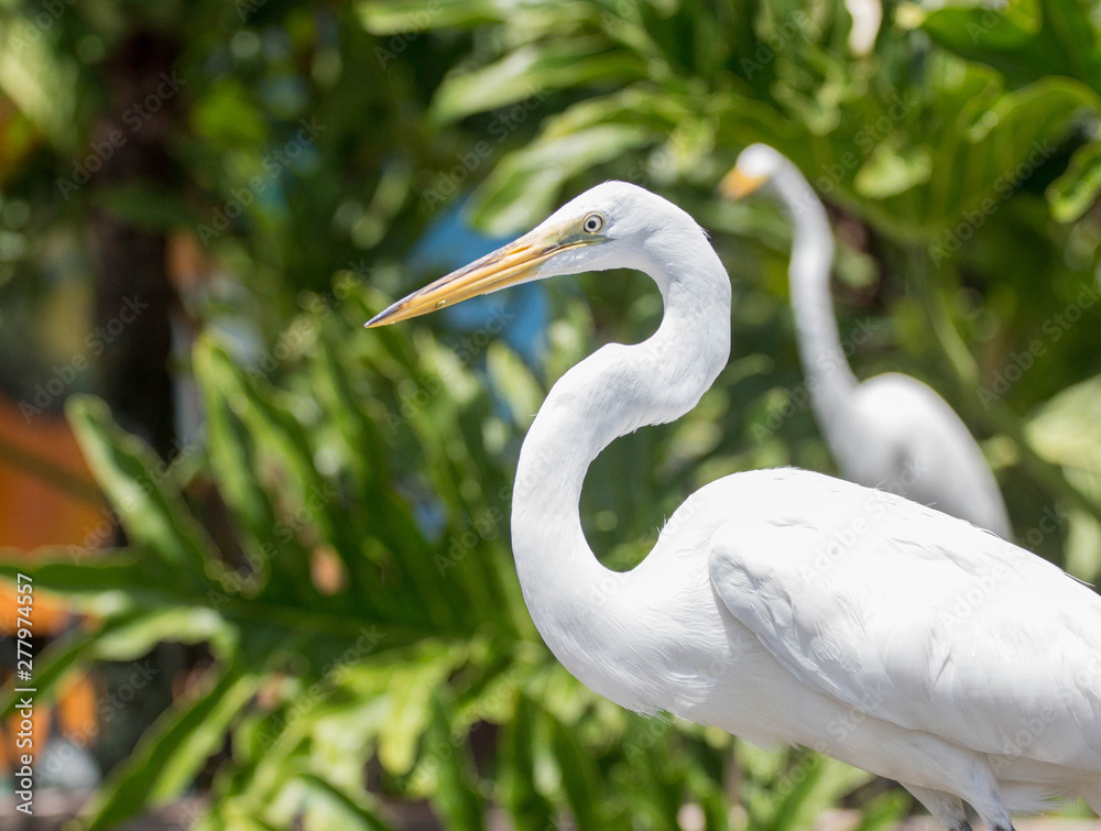 Great White Egret and Palm Trees Great White Egret and Palm Trees