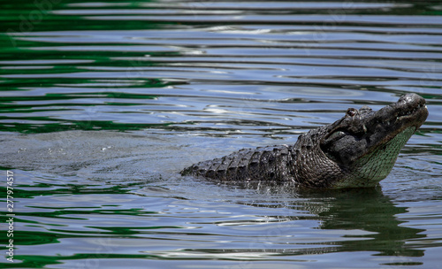 Alligator Showing Off and Bellowing 