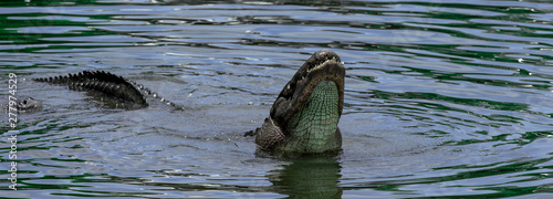 Φωτογραφία Alligator Showing Off and Bellowing