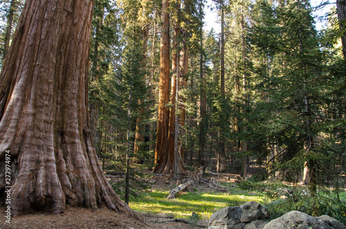Trees in Sequoia National Park  California  USA