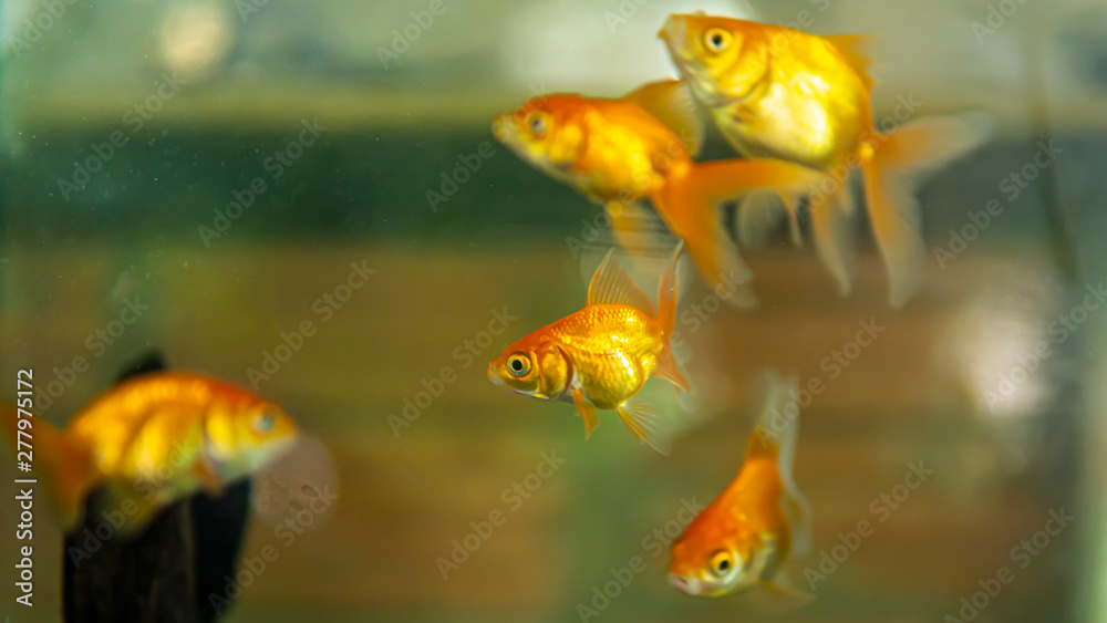 Goldfish swimming in the aquarium