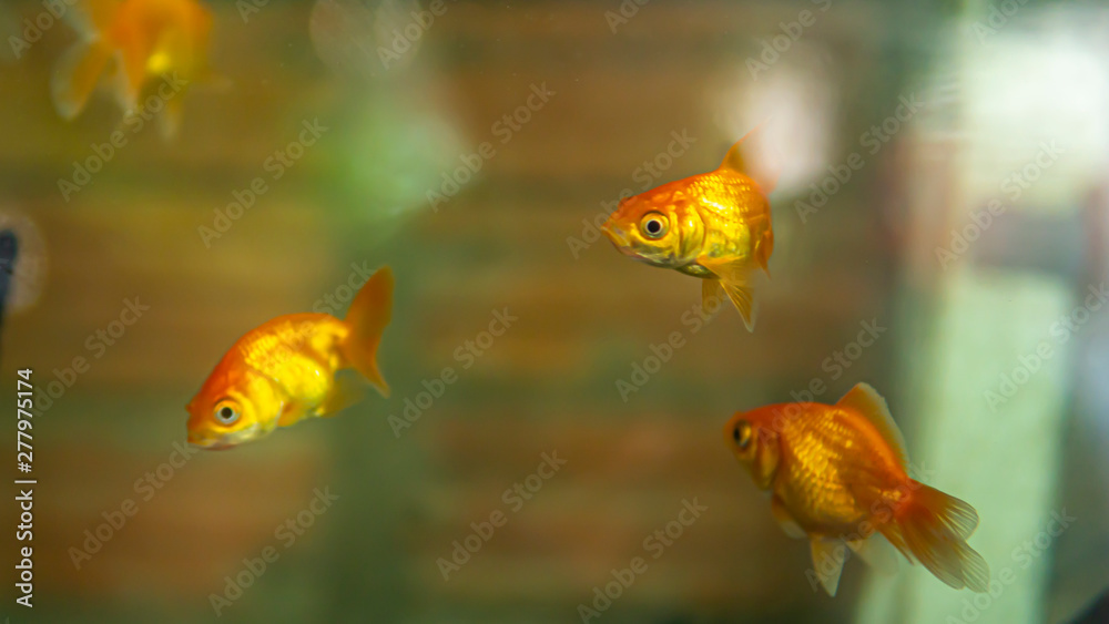 Goldfish swimming in the aquarium Goldfish swimming in the aquarium