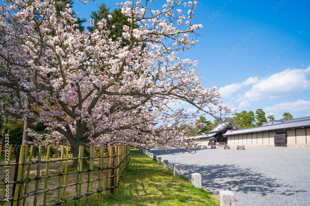 京都御所の桜 京都御所の桜