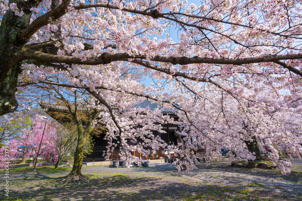 京都　立本寺の桜