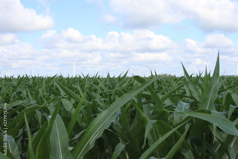 Corn and Clouds 2019 Corn and Clouds 2019