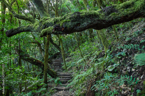 Trail leading through a Canarian laurisilva forest, Garajonay National Park, La Gomera, Spain © Terefere