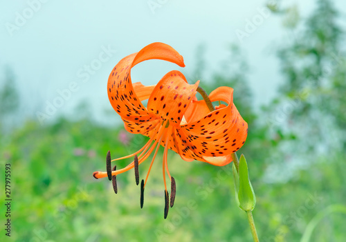 Wild lily (Lilium pseudotigrinum) 2