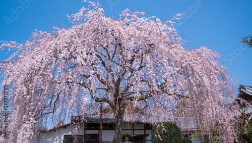 京都　本満寺の桜