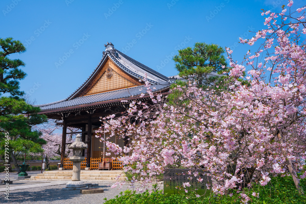 京都 妙蓮寺の御会式桜 京都 妙蓮寺の御会式桜