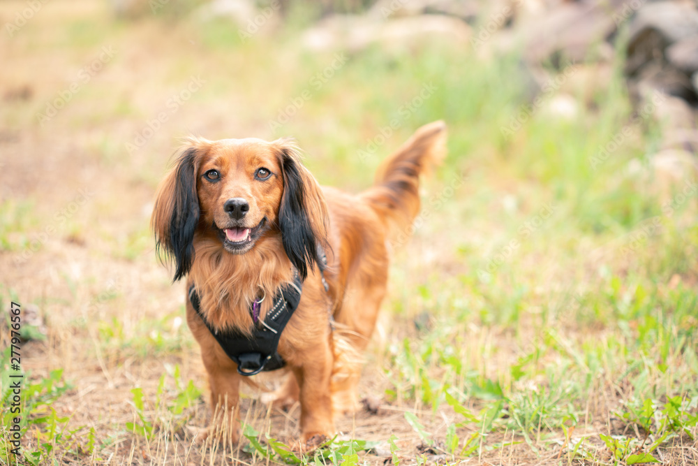 long hair dachshund dog  in grass 