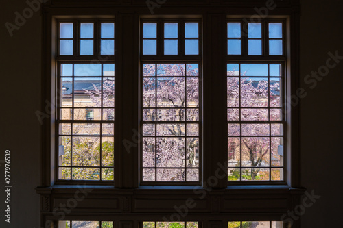 京都 京都府庁旧本館の枝垂れ桜