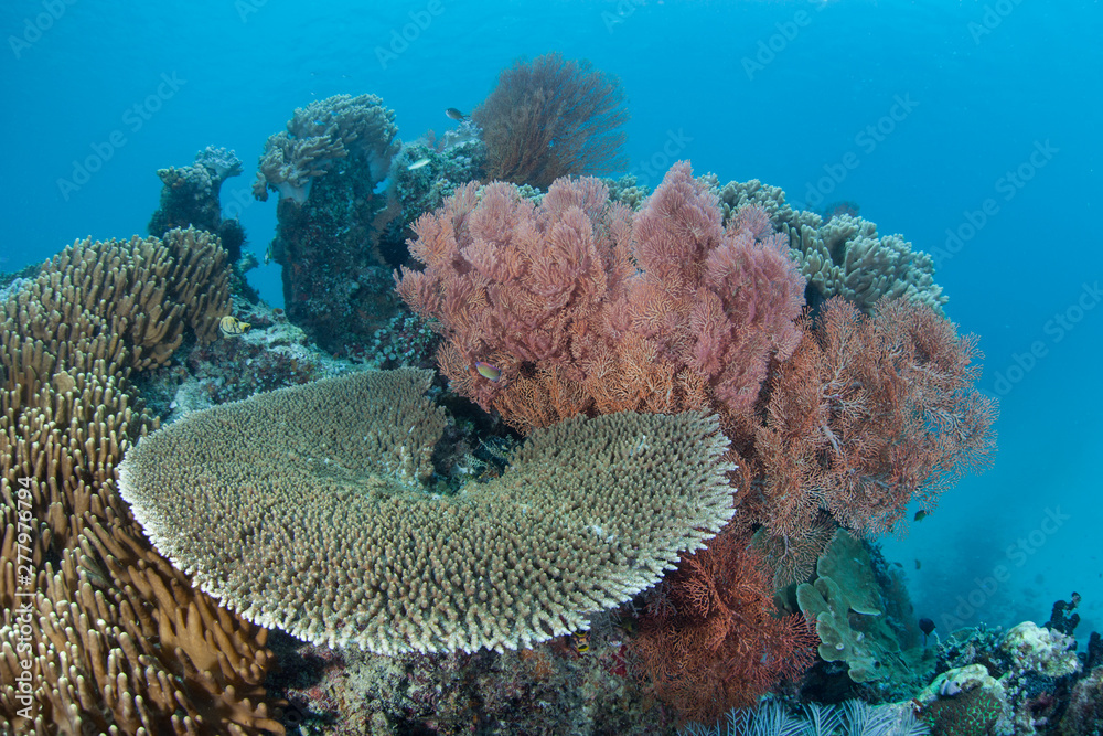Obraz premium Healthy corals and sea fans grow on a coral reef in Raja Ampat, Indonesia. This part of the world is known for its incredible marine biodiversity and is a destination for divers and snorkelers.