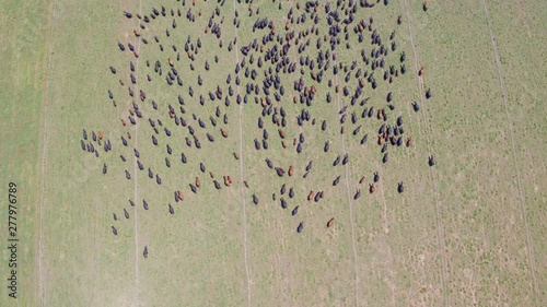 Aerial Drone Shot of a Large Herd of Cows Moving Across a Pasture, Revealing a Landscape (Modesto, California)