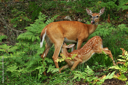 Whitetailed deer doe and fawn feeding in forest Fototapeta