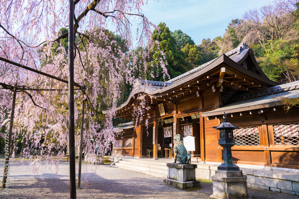 京都　大石神社　大石桜　