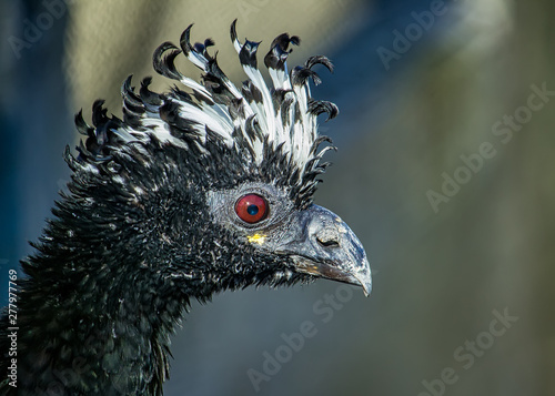 Crax fasciolata bird aka Mutum-de -penacho, exotic brazilian bird - Photo Close-up of the head of a bird Crax fasciolata aka Mutum-de-penacho photo