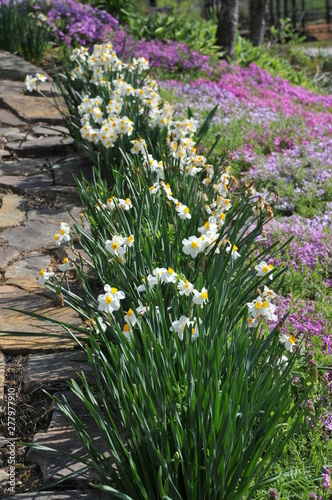 white flowers in a line