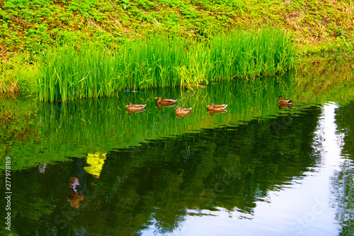 ducks floating on the water along the shore
