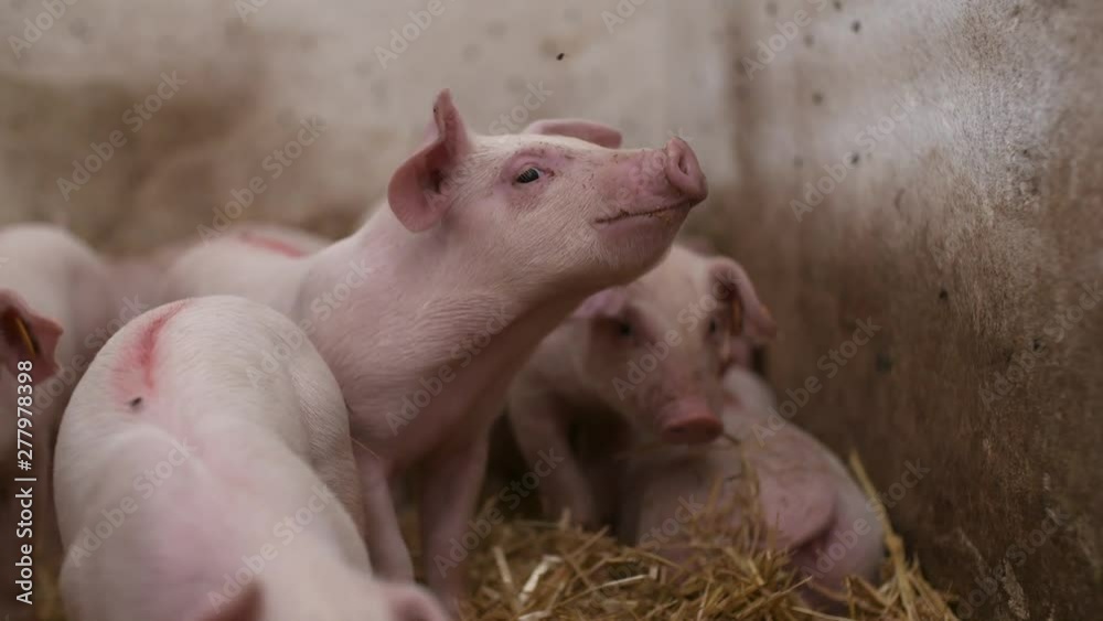 pigs on livestock farm, pigs farm, livestock farm. Modern Agricultural Pigs Farm pigs on livestock farm, pigs farm, livestock farm. Modern Agricultural Pigs Farm