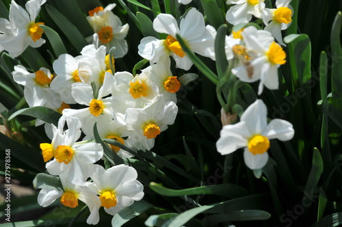 white flowers