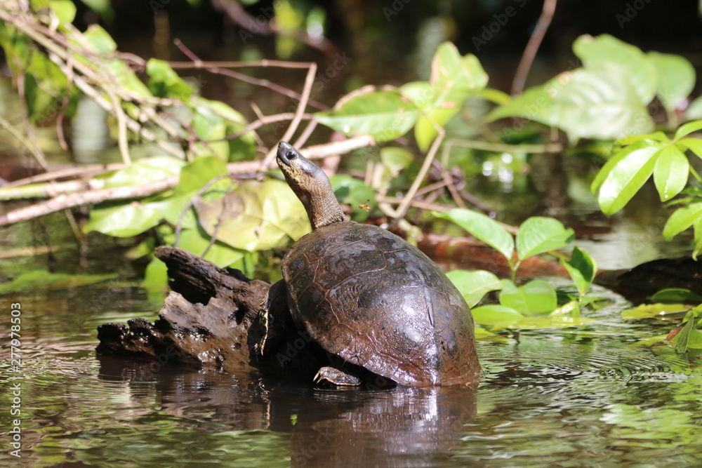 Obraz premium Turtle in the Wild on a Tree