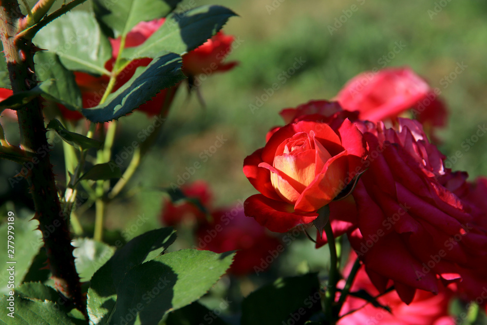 Flower background. Red rose buds on a background of green leaves in the garden. Horizontal, without people, close-up, place for text, side view. Concept of nature and botany.