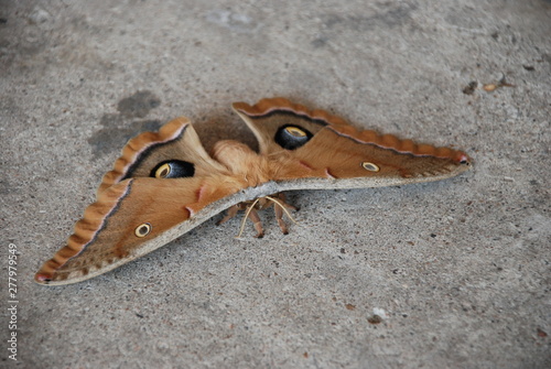 Large Moth